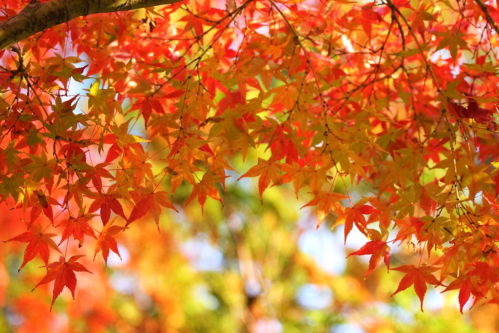 軽井沢紅葉まつり 秋もすぐそこまで もうすぐ紅葉のシーズンですね ペレットストーブ専門店 ペレットプラス 軽井沢 佐久 上田